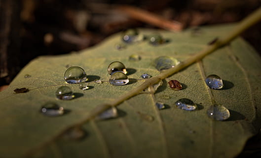 leaf, macro, nature, shadows, water drops, selective focus, wet, water, close-up, drop, plant part, no people, beauty in nature, outdoors, day, plant, freshness, high angle view, wood - material, animal, purity, 5K, CC0, public domain, royalty free