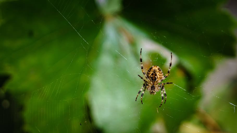pavouk, síť, pavučina, zavřít, pavoukovec, Příroda, dewdrop, hmyz, zahradní pavouk, bezobratlý, zvířat, zvíře, zvířata ve volné přírodě, pavoučí síť, členovců, jednoho zvířete, detail, křehkost, selektivní zaměření, den, nikdo, zaměřit se na popředí, zoologie, zelená barva, venku, web, zvířecí noha, 4K