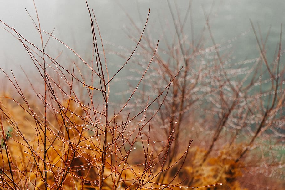 regnfuld, grene, dug, regn, regndråber, plante, natur, ingen mennesker, dag, ro, fokus på forgrunden, skønhed i naturen, jord, træ, vækst, tæt på, udendørs, efterår, selektiv fokusering, Mark, scenics - natur, tør, himmel, græs, afdeling, død plante, lave om, 1080P