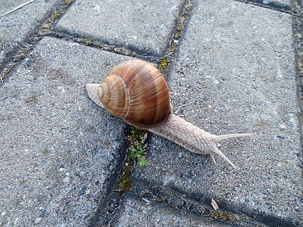 sraigė, apvalkalas, escargotai, moliuskas, sausumos sraigė, lėtai, Uždaryti, ryte, gyvūnas, gyvūnų gyvūnija, gyvūnų temos, vienas gyvūnas, bestuburiai, gyvūnams, pilvakojus, gyvūnų lukštais, aukšto kampo vaizdas, nėra žmonių, dieną, Iš arti, pobūdį, lauke, kietas, zoologija, Rokas, 2K, CC0, Viešasis domenas, nemokamai
