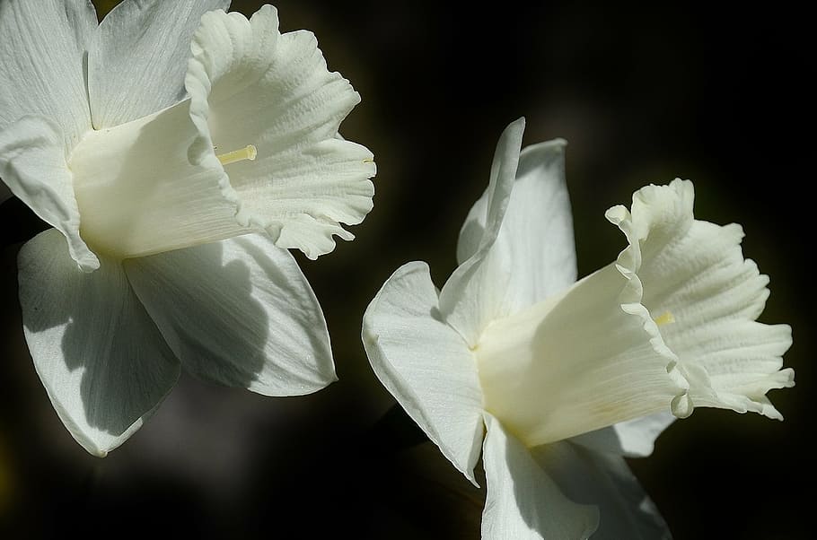 inclòs, fotografia, dos, blanc, flors, narcís, flor, lliri de pasqua, primavera, florir, lilium longiflorum, planta, naturalesa, pètal, primer pla, cap de flor, planta amb flors, bellesa a la natura, fragilitat, vulnerabilitat, inflorescència, Color blanc, frescor, creixement, fons negre, tir de l'estudi, a l'aire lliure, cap gent, centrar-se en primer pla, pol·len, iris - planta, 2K