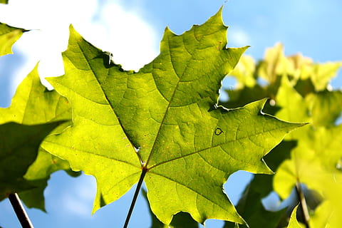 ahorn, ark, himmel, ahorn blad, sommer, blå himmel, Sky, grønt blad, blad, plante del, efterår, natur, skønhed i naturen, tæt på, plante, bladvenen, dag, lave om, vækst, grøn farve, ingen mennesker, sollys, ahorntræ, udendørs, blade, fokus på forgrunden, 4K, CC0, offentligt domæne, royaltyfrie
