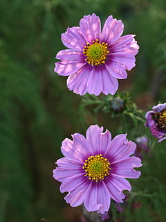 astro, fiore, fioritura, pianta fiorita, freschezza, vulnerabilità, fragilità, pianta, bellezza nella natura, petalo, crescita, testa di fiore, avvicinamento, infiorescenza, natura, nessuno, concentrarsi sulle conoscenze acquisite, polline, colore rosa, giorno, all'aperto, viola, 2K, CC0, dominio pubblico, privo di copyright