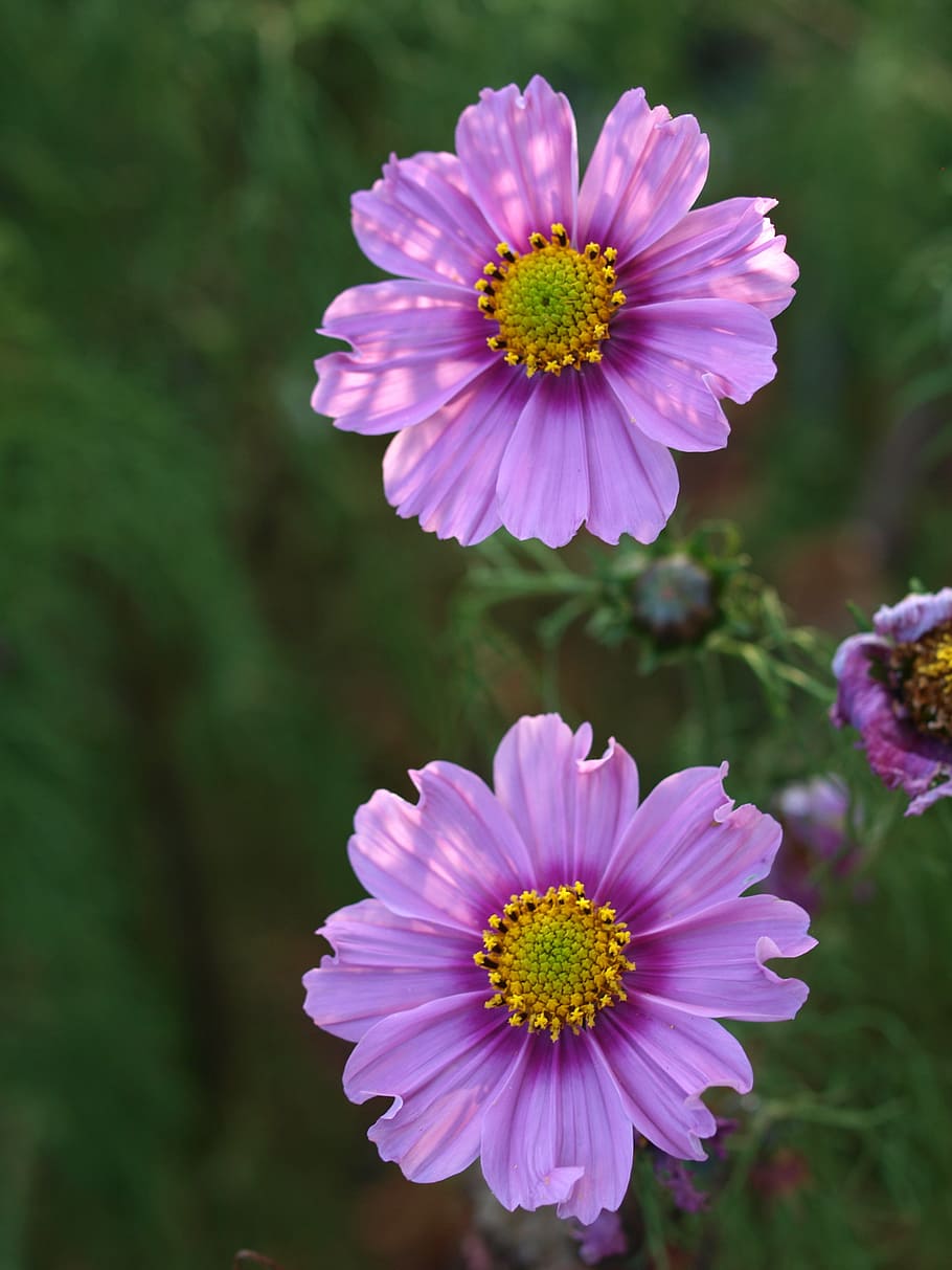 aster, flor, florir, planta amb flors, frescor, vulnerabilitat, fragilitat, planta, bellesa a la natura, pètal, creixement, cap de flor, primer pla, inflorescència, naturalesa, cap gent, centrar-se en primer pla, pol·len, color rosa, dia, a l'aire lliure, porpra, 2K