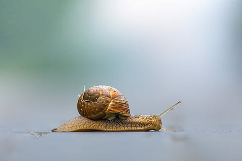 cargol, naturalesa, marisc, lent, gasteròpode, animal, vida salvatge, a l'aire lliure, viscós, relliscós, mol·lusc, fauna animal, invertebrat, temes d'animals, shell, closca d’animals, un animal, primer pla, avorriment, cap gent, còpia espai, animals a la natura, dia, vista lateral, centrar-se en primer pla, antena animal, nivell superficial, 5K, CC0, domini públic, lliure de regalies
