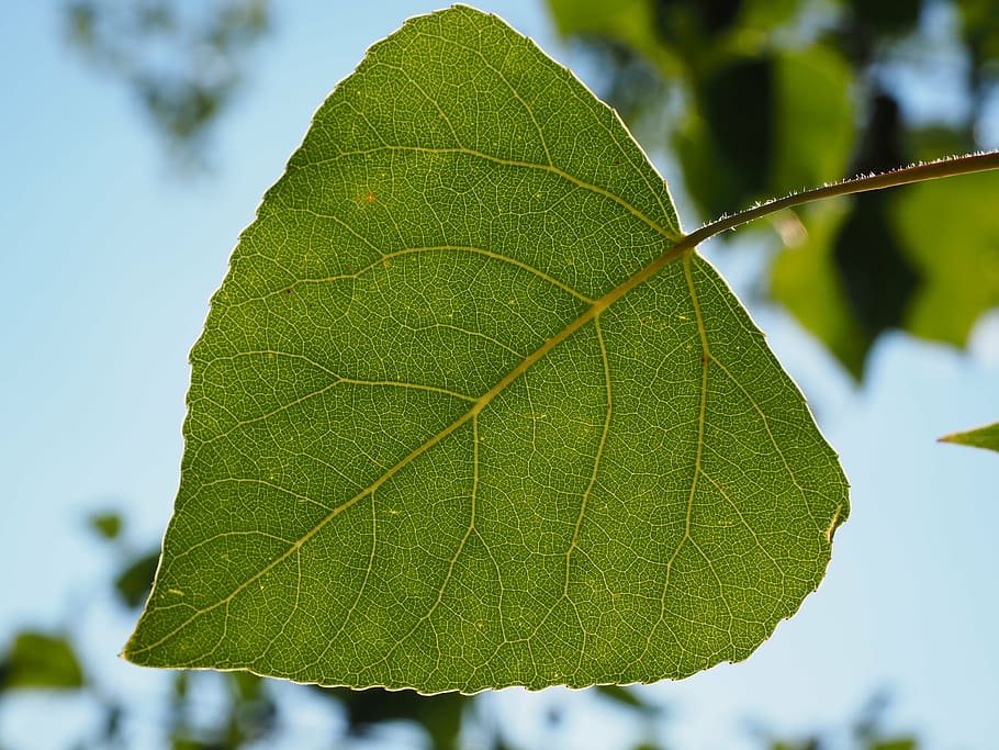 full, fulla d'àlam, venes de les fulles, arbre, verd, naturalesa, en forma de cor, àlber negre, populus nigra, arbre de saar, àlber, populus, hivernacle de pasturatge, Salicàcies, planta, branca, estiu, frescor, primer pla, color verd, temporada, part de la planta, centrar-se en primer pla, creixement, vena de la fulla, dia, a l'aire lliure, cap gent, bellesa a la natura, fragilitat, cel, patró natural, vulnerabilitat, enfocament selectiu, 4K
