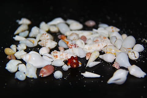 conchiglie, conchiglia, bellissimo, colorato, bianca, Vabbinfaru, Maldive, nessuno, sfondo nero, cibo e bevande, grande gruppo di oggetti, girato in studio, avvicinamento, cibo, freschezza, mangiare sano, benessere, pronto a mangiare, cibo asiatico, in casa, natura morta, messa a fuoco selettiva, frutti di mare, utensile da cucina, indulgenza, tentazione, gamberetti - frutti di mare, Cibo indiano, prodotto caseario, cibo di strada, cibo giapponese, cibo cinese, spuntino, 1080P, CC0, dominio pubblico, privo di copyright