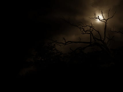 Baum, Nacht-, Mond, Strahlen, Umriss Schatten, Natur, Silhouette, gruslig, Pflanze, keine Leute, Himmel, Ast, dunkel, kahler Baum, Umgebung, Schönheit in der Natur, Szenen - Natur, wolke - himmel, draußen, kopieren sie platz, Geheimnis, tote Pflanze, bedrohlich, Kraft in der Natur, 4K, CC0, gemeinfrei, lizenzfrei
