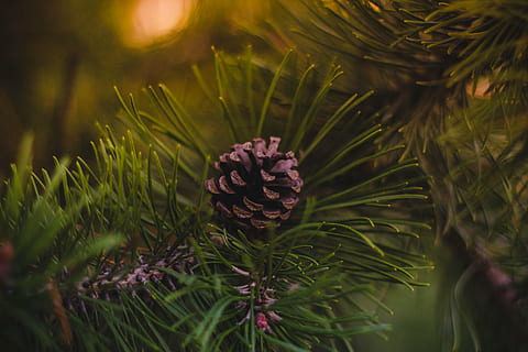 fyr majs fotografering, fyrretræ, kegle, grøn, træ, plante, sløring, natur, udendørs, Pinaceae, nål - plante del, ingen mennesker, grøn farve, dag, tæt på, vækst, skønhed i naturen, selektiv fokusering, blomst, grankogle, nåletræ, fokus på forgrunden, blad, blomstrende plante, friskhed, blomsterhoved, lilla, 5K, CC0, offentligt domæne, royaltyfrie