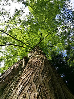 Sequoia, natur, træer, træ, plante, lav vinkel visning, træstamme, bagagerum, vækst, jord, grøn farve, dag, Skov, afdeling, ingen mennesker, træ - materiale, udendørs, tekstureret, skønhed i naturen, bark, ro, løv, direkte under, træ baldakin, 4K, CC0, offentligt domæne, royaltyfrie