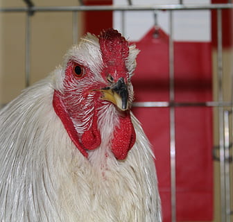 slepice, kuře, drůbež, zobák, barnyard zvířata, zvířat, hospodářských zvířat, zvíře, domácí, domácí mazlíčci, domácí zvířata, obratlovců, kuře - pták, Červené, pták, savec, jednoho zvířete, detail, samčí zvíře, kohout, zaměřit se na popředí, nikdo, bílá barva, den, zvířecí hlavy, 2K, CC0, veřejná doména, bez autorských práv