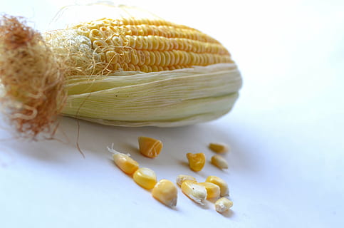 corn, maize, vegetables, grain, organic, harvest, nutrition, vegetarian, crop, sweetcorn, food, food and drink, freshness, wellbeing, studio shot, healthy eating, indoors, close-up, no people, vegetable, raw food, yellow, ingredient, cereal plant, white background, nature, healthy lifestyle, blue, dieting, spaghetti, 4K, CC0, public domain, royalty free