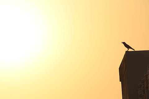 uccello, superiore, costruzione, corvo, tramonto, alba, ombra, sovraesposta, esposto, cielo, copia spazio, animali allo stato selvatico, silhouette, fauna selvatica, nessuno, architettura, vertebrato, animale, cielo sereno, temi animali, appollaiati, esterno dell'edificio, struttura costruita, natura, un animale, Inquadratura dal basso, all'aperto, 5K, CC0, dominio pubblico, privo di copyright