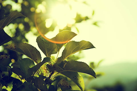 macro shot photography, leafed, plant, scenery, green, leafy, daytime, sun rays, sunshine, sunset, plants, garden, nature, leaf, green color, sunlight, no people, growth, agriculture, close-up, outdoors, plant part, beauty in nature, focus on foreground, day, freshness, tranquility, selective focus, yellow, springtime, flower, fragility, leaves, 2K, CC0, public domain, royalty free