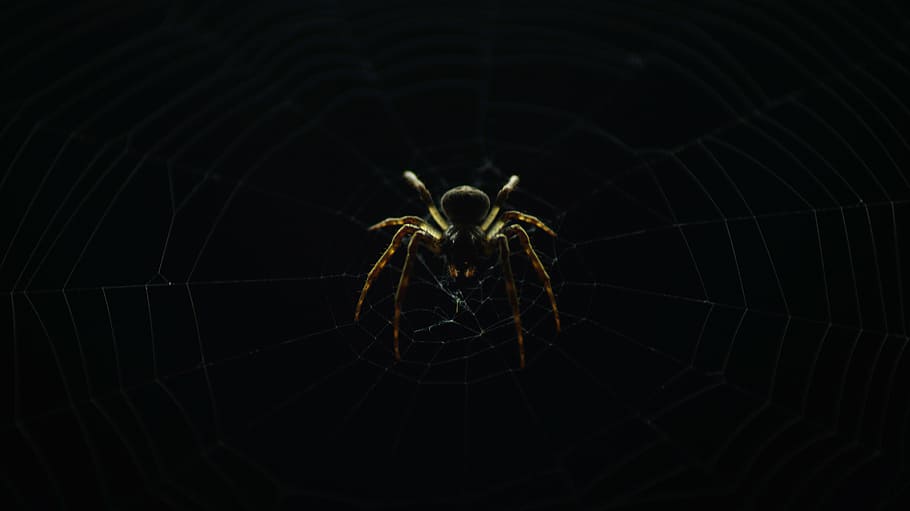 marró, negre, aranya, web, a l'aire lliure, graner, fons, insecte, naturalesa, fosc, nit, un animal, temes d'animals, fauna animal, animals a la natura, fons negre, cap gent, primer pla, animal, invertebrat, artròpode, aràcnids, teranyina, part del cos dels animals, fragilitat, cames d’animal, zoologia, part del cos, membre, lluminositat, verinós, 5K