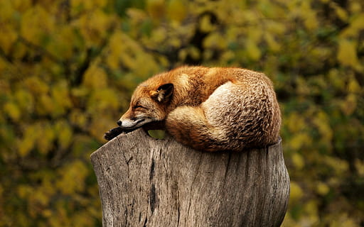 red, fox, wood trunk, daytime, tree, stump, sleeping, resting, relaxing, animal, wild, wildlife, nature, mammal, carnivore, relaxed, asleep, animal themes, animal wildlife, one animal, animals in the wild, focus on foreground, no people, side view, vertebrate, wood - material, day, outdoors, forest, land, looking, plant, profile view, 4K, CC0, public domain, royalty free