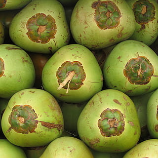 kokosové ořechy, ovoce, kokos, semínko, zelená, opilec, tropický, exotický, shiggaon, Indie, jídlo a pití, jídlo, Zdravé stravování, zelená barva, svěžest, blahobyt, nikdo, celý rám, detail, pozadí, stálý život, trh, velká skupina objektů, hojnost, na prodej, vysoký úhel pohledu, den, zásobník, organický, zralý, vegetariánské jídlo, Svačina, 2K, CC0, veřejná doména, bez autorských práv