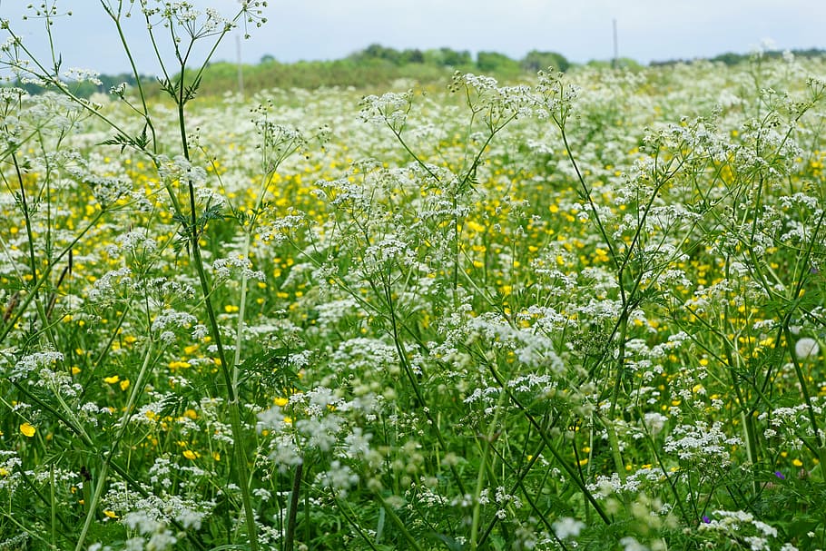 p, prat, camp, planta, flor, planta amb flors, bellesa a la natura, creixement, groc, frescor, terra, naturalesa, vulnerabilitat, fragilitat, paisatge, dia, color verd, cap gent, primavera, agricultura, escena rural, tranquil·litat, a l'aire lliure, 5K