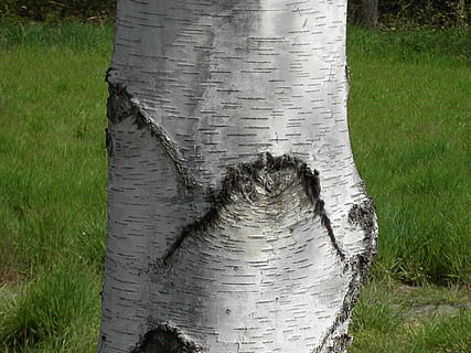 tronc, registre, bedoll, arbre, naturalesa, tronc de bedoll, bedoll, arbre, herba, dia, a l'aire lliure, aigua, un animal, cap gent, planta, camp, terra, vista d’angle alt, creixement, material de fusta, color verd, arquitectura, llum solar, tranquil·litat, centrar-se en primer pla, bellesa a la natura, paisatge, bé, 2K, CC0, domini públic, lliure de regalies