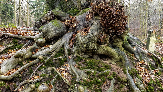 radici marroni, radice, alberi, verde, foresta, ceppo, legna, natura, energia naturale, radice dell'albero, pianta, vigore, radicato, albero, all'aperto, foglia, autunno, bosco, crescita, muschio, tronco, tronco d'albero, terra, giorno, la tranquillità, nessuno, parte vegetale, bellezza nella natura, colore verde, ramo, scena non urbana, pianta morta, abbaiare, 4K, CC0, dominio pubblico, privo di copyright