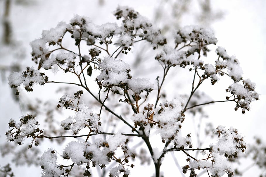 hivern, nevat, neu, branca, humor d'hivern, màgia d'hivern, kahl, blanc, jardí, jardí d'hivern, agricultura, estètic, natura morta, naturalesa, planta, trueb, silenciós, paisatge, humor, l'estat d'ànim del temps, branques, descans, arbust, disseny de jardins, flora, temperatura de fred, Color blanc, bellesa a la natura, fragilitat, arbre, flor, frescor, planta amb flors, creixement, dia, vulnerabilitat, primer pla, cap gent, congelat, primavera, a l'aire lliure, cap de flor, vent de neu, flor de cirerer, 2K