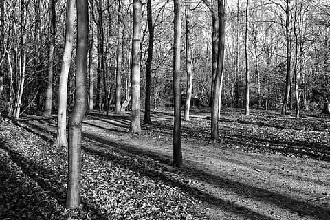 foresta, alberi, alberi snelli, tronchi, ombre, ombre allungate, lunghe ombre, luce del sole, sole pomeridiano, amstelpark amsterdam-buitenveldert, Olanda, albero, pianta, terra, tronco, tronco d'albero, la tranquillità, crescita, natura, giorno, scena tranquilla, nessuno, bellezza nella natura, bosco, all'aperto, paesaggio, scena non urbana, ambiente, campo, albero nudo, 4K, CC0, dominio pubblico, privo di copyright
