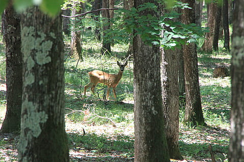 Hirsch, Wald, Bäume, wild, jung, Tiere, Tier, Baum, Tierthemen, Pflanze, Kofferraum, Baumstamm, ein Tier, Säugetier, Land, Natur, Wirbeltier, Tierwelt, Tiere in freier Wildbahn, keine Leute, Stehen, Tag, Wachstum, draußen, pflanzenfressend, Kitz, 4K, CC0, gemeinfrei, lizenzfrei