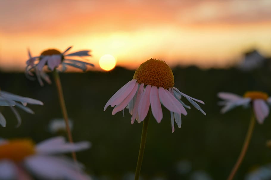 detailní, fotografování, žlutá, bílý, kvetoucí, květ, květy okvětní lístky, list, sedmikráska, okvětní lístek, západ slunce, svítání, pole, zahrada, kopretina, margriet, madelief, slunce, focu, rozmazat, kvetoucí rostlina, křehkost, svěžest, zranitelnost, rostlina, detail, květu hlavy, krása v přírodě, květenství, růst, zaměřit se na popředí, coneflower, nikdo, Příroda, stonek rostliny, pyl, nebe, venku, nachový, 5K