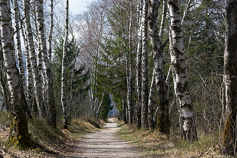 primavera, lluny, ruta, arbres, bedoll, avinguda, caminar, recuperació, naturalesa, bosc, arbre, a l'aire lliure, paisatge, planta, terra, tronc de l'arbre, el camí a seguir, tronc, direcció, tranquil·litat, creixement, sendera, cap gent, bellesa a la natura, escena tranquil·la, escena no urbana, dia, perspectiva decreixent, escenics - natura, treelined, 5K, CC0, domini públic, lliure de regalies