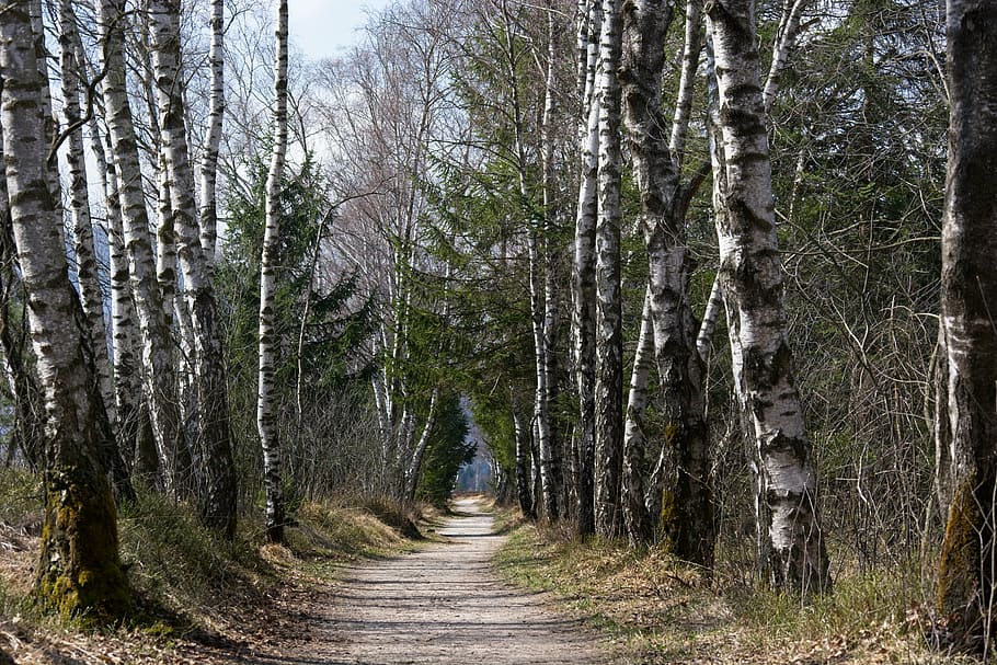 primavera, lluny, ruta, arbres, bedoll, avinguda, caminar, recuperació, naturalesa, bosc, arbre, a l'aire lliure, paisatge, planta, terra, tronc de l'arbre, el camí a seguir, tronc, direcció, tranquil·litat, creixement, sendera, cap gent, bellesa a la natura, escena tranquil·la, escena no urbana, dia, perspectiva decreixent, escenics - natura, treelined, 5K