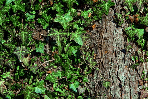 Efeu, Hintergrund, Tapete, Blatt, Pflanze, Natur, Holz, Borke, Wald, Symbiose, Wachstum, Pflanzenteil, grüne Farbe, Baum, Land, Tag, keine Leute, Vollbild, Hintergründe, Ruhe, Schönheit in der Natur, Feld, draußen, Baumstamm, Kofferraum, Blätter, 5K, CC0, gemeinfrei, lizenzfrei