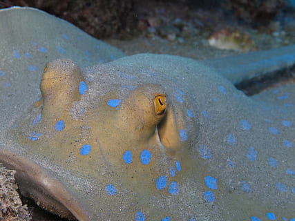 sinar, ikan pari berbintik-bintik biru, ikan, Mesir, di bawah air, air, laut Merah, Hewan laut, meeresbewohner, dunia bawah air, dekat, laut, bersama, alam, makhluk, menyelam, fotografi bawah air, tema binatang, hewan, binatang di alam liar, satwa liar hewan, kehidupan laut, di bawah laut, satu binatang, bertulang belakang, renang, tidak ada orang, merapatkan, bagian tubuh, pasir, beracun, mata binatang, 2K, CC0, domain publik, bebas royalti