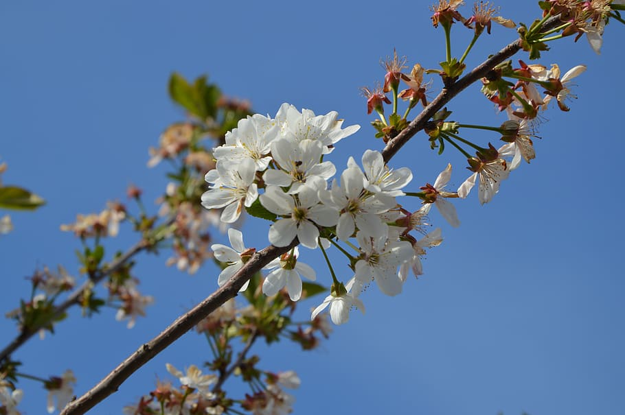 jaro, květ, Příroda, strom, větev, ovoce, sakura, rostlina, kvetoucí rostlina, křehkost, krása v přírodě, zranitelnost, svěžest, nebe, růst, nízký úhel pohledu, čisté nebe, bílá barva, den, detail, větvička, nikdo, Třešňový květ, květu hlavy, venku, třešeň, kytice, 5K