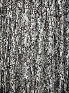abbaiare, tribù, albero, modello, struttura, sfondo, sfondi, tronco d'albero, strutturato, fotogramma intero, avvicinamento, nessuno, natura, giorno, all'aperto, tronco, ruvido, pianta, corteccia vegetale, legno - materiale, crescita, modello naturale, intemperie, astratto, effetto strutturato, sfondi astratti, lichene, 4K, CC0, dominio pubblico, privo di copyright