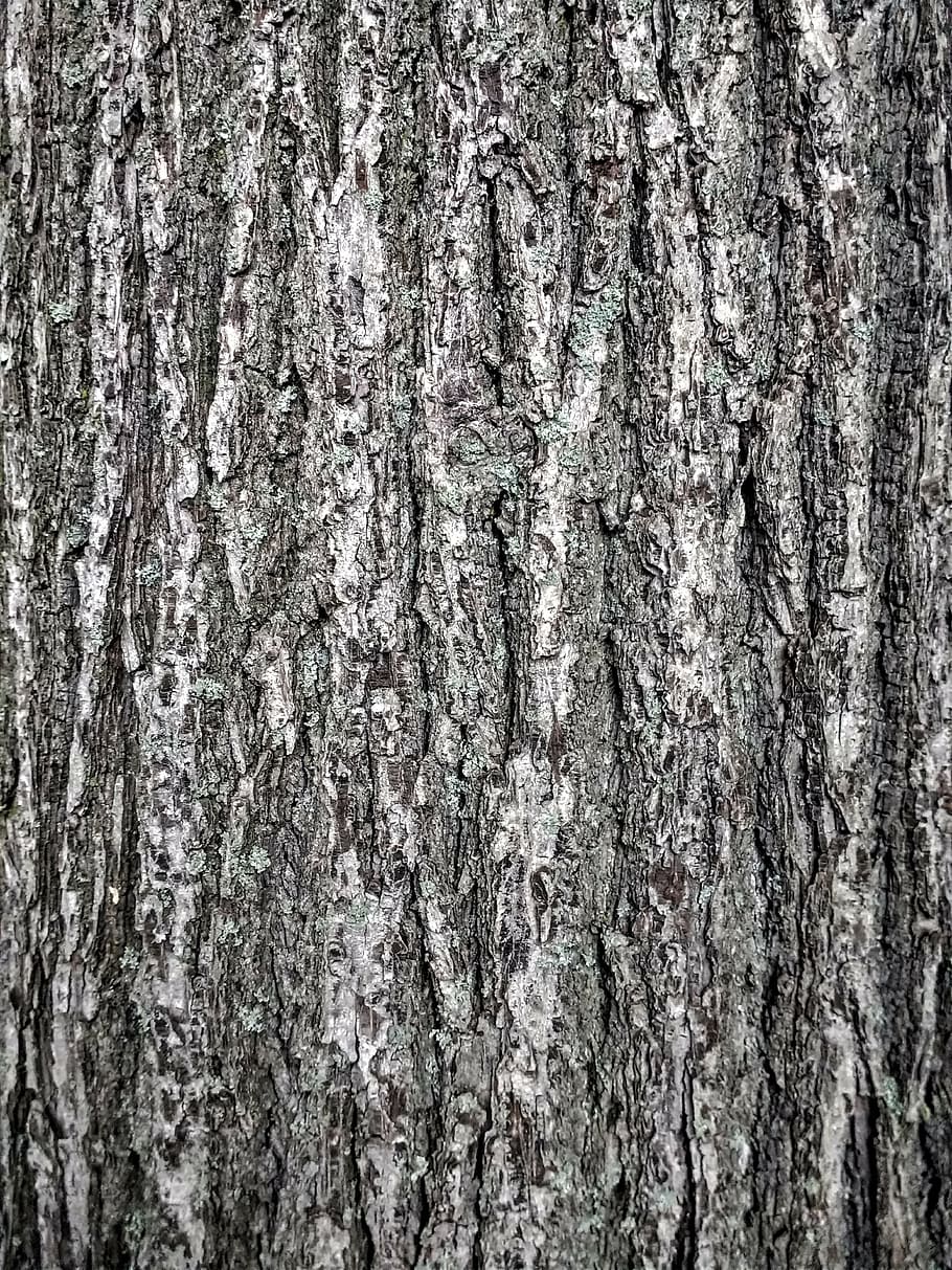 abbaiare, tribù, albero, modello, struttura, sfondo, sfondi, tronco d'albero, strutturato, fotogramma intero, avvicinamento, nessuno, natura, giorno, all'aperto, tronco, ruvido, pianta, corteccia vegetale, legno - materiale, crescita, modello naturale, intemperie, astratto, effetto strutturato, sfondi astratti, lichene, 4K