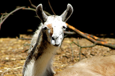Alpaka, Lama, Gesicht, Lamakopf, Ohren, Pelz, Beachtung, pelzig, Tierporträt, Weiß, Säugetier, Aussicht, Haar, schmutzig, Sorgen, Siesta, Tier, Natur, Bauernhof, süß, draußen, Tiere und Haustiere, Tierkörperteil, Tierkopf, ein Tier, Kamera betrachten, Porträt, Tierthemen, Wirbeltier, Tierwelt, Vieh, keine Leute, Fokus auf den Vordergrund, Haustiere, Nahansicht, Tiere in freier Wildbahn, Tag, pflanzenfressend, inländisch, Tierohr, 4K, CC0, gemeinfrei, lizenzfrei