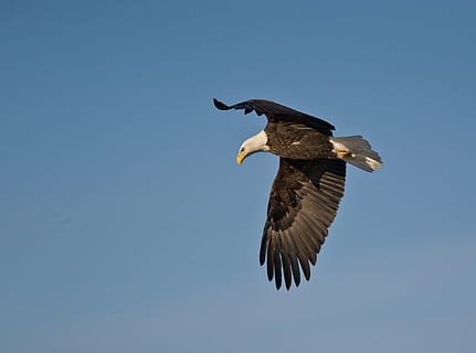 bald eagle, flying, soaring, bird, raptor, flight, wild, wildlife, nature, predator, sky, symbol, wings, majestic, hunting, outdoors, hunter, animals in the wild, animal, animal wildlife, animal themes, vertebrate, one animal, bird of prey, spread wings, clear sky, eagle, mid-air, no people, eagle - bird, copy space, motion, 1080P, CC0, public domain, royalty free