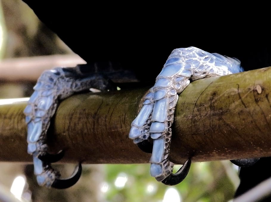 toucan, cakar, burung, merapatkan, fokus pada latar depan, hari, bahan kayu, tidak ada orang, pohon, alam, di luar rumah, kayu, log, cabang, menanam, sinar matahari, air, batang pohon, 2K