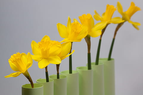 zarnacadea, primăvară, Paști, serie, clasament, inflori, a inflori, galben, floare, plantă, floră, Hartă, felicitare, salut de salut, verde, fond, fundal, planta cu flori, frumusețe în natură, prospeţime, a închide, studio shot, natură, cap de floare, inflorescenţă, în interior, petală, vază, fragilitate, vulnerabilitate, nici o persoana, aranjament floral, creştere, buchet, buchet de flori, 4K, CC0, domeniu public, fără drepturi de autor