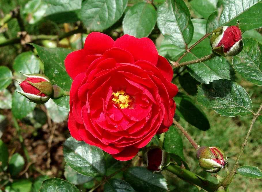 botó rosa, flor, rosa, florir, vermell, Índia, jardí, Rosa vermella, planta amb flors, planta, bellesa a la natura, pètal, part de la planta, full, primer pla, frescor, creixement, cap de flor, inflorescència, vulnerabilitat, fragilitat, naturalesa, centrar-se en primer pla, dia, cap gent, color verd, a l'aire lliure, pol·len, 1080P