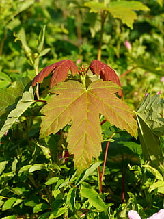 blad, lønneblad, lønnetre, høstfargen, sen sommer, plante del, anlegg, vekst, natur, grønn farge, skjønnhet i naturen, nærbilde, dag, fokusere på forgrunnen, ingen folk, høst, rød, utendørs, sårbarhet, ro, skjørhet, friskhet, land, felt, blader, endring, 4K, CC0, offentlig domene, opphavsrett gratis