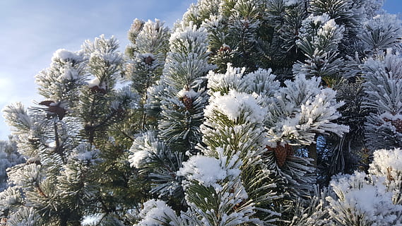 Winter, Baum, kalt, erster Schnee, Weihnachten, Wald, Weiß, Natur, Himmel, Frost, Schnee, Januar, Park, keine Leute, Wachstum, draußen, Tag, Pflanze, kalte Temperatur, weiße Farbe, Schönheit in der Natur, Kiefer, Nahansicht, gefroren, Nadelbaum, Ast, Ruhe, Pinaceae, Nadel - Pflanzenteil, Tannenbaum, 5K, CC0, gemeinfrei, lizenzfrei