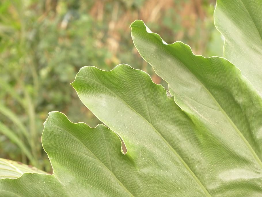full, gran, verd, philodendron, arbre filodendron, amic de l'arbre, aroideae, aronstab gewaechs, aràcies, philodendron bipinnatifidum, tropical, exòtic, coriàcies, brillant, bretxa de fulletons, oblonga, part de la planta, color verd, planta, creixement, primer pla, cap gent, dia, naturalesa, bellesa a la natura, centrar-se en primer pla, a l'aire lliure, frescor, flor, llum solar, tranquil·litat, vulnerabilitat, fragilitat, menjar i beguda, menjar, fulles, 4K