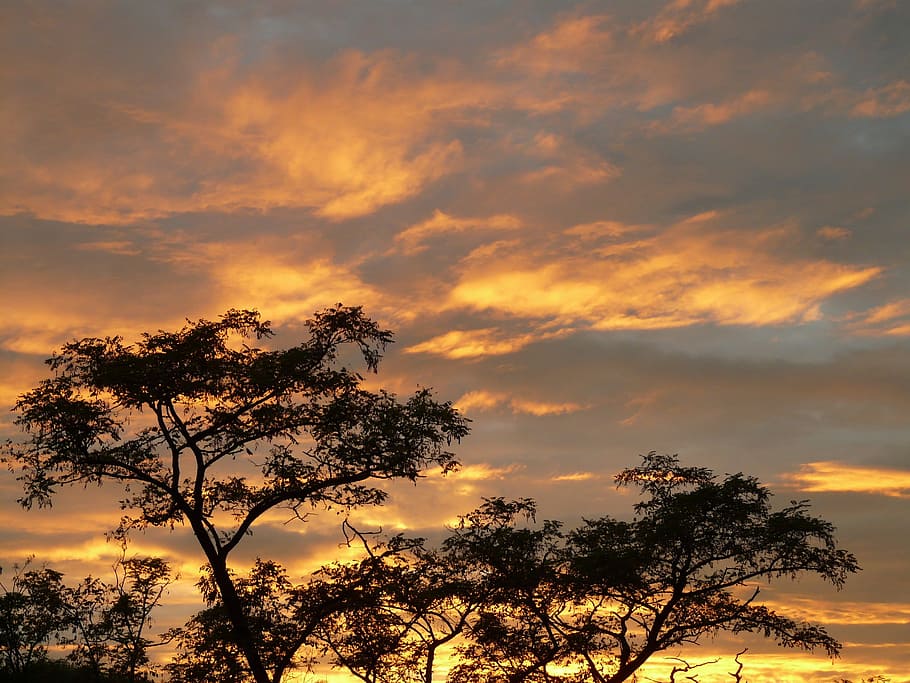 tramonto, nuvole, cielo, caraibico, acacia, albero, pianta, nuvola - cielo, bellezza nella natura, scenics - natura, la tranquillità, scena tranquilla, silhouette, natura, nessuno, crescita, colore arancione, Inquadratura dal basso, idilliaco, scena non urbana, ramo, all'aperto, cielo drammatico, 2K