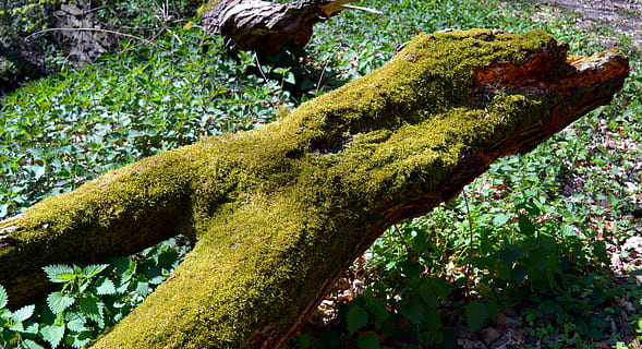 bûche, arbre, tribu, pourrir, paresseux, vert, s'éteindre, mousse, comme, écorce, la nature, segment, bois, couleur verte, plante, journée, se concentrer sur le premier plan, croissance, personne, beauté dans la nature, vue grand angle, terre, en plein air, tranquillité, forêt, couvrant, fermer, animal, lumière du soleil, herbe, lichen, 5K, CC0, domaine public, libre de droits
