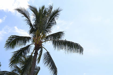 Palmeira, céu, nuvens, Havaí, Palma, de praia, árvore, azul, viagem, tropical, ilha, paraíso, período de férias, clima tropical, plantar, visão de baixo ângulo, beleza na natureza, crescimento, folha, folha de palmeira, natureza, tronco de árvore, tronco, dia, ninguém, palmeira de coco, tranquilidade, cor verde, ao ar livre, árvore tropical, emoção positiva, diretamente abaixo, 2K, CC0, domínio público, royalty free