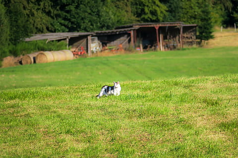 gatto, prato, scala, vagante, vagare, spione, Guarda, orologio, pianta, erba, temi animali, animale, mammifero, vertebrato, animali domestici, domestico, campo, colore verde, terra, natura, bestiame, gruppo di animali, nessuno, giorno, crescita, albero, all'aperto, erbivoro, 4K, CC0, dominio pubblico, privo di copyright