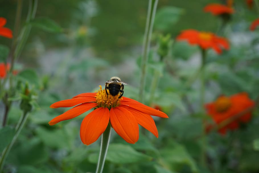 abella, flor, naturalesa, primavera, estiu, insecte, natural, nèctar, macro, a l'aire lliure, pol·len, sol, bumble, herba, planta amb flors, temes d'animals, fauna animal, planta, animal, animals a la natura, fragilitat, un animal, bellesa a la natura, invertebrat, pètal, vulnerabilitat, creixement, frescor, color taronja, cap de flor, centrar-se en primer pla, primer pla, polinització, cap gent, 5K
