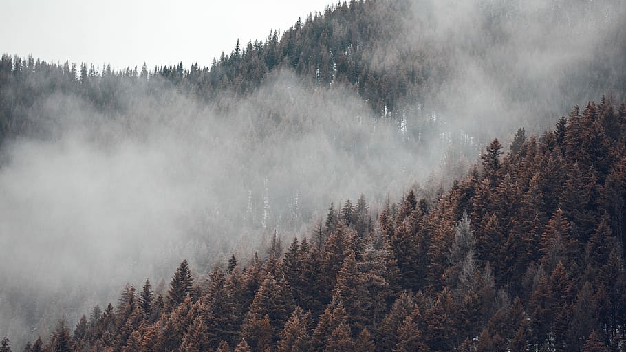 fyrretræer, dækket, tåge, dagtimerne, højvinkelfotografering, træer, Skov, skovlag, vinter, Sky, træ, ødemark, landskab, natur, humørsyg, christma, kold, plante, fyrretræ, jord, fyrreskov, scenics - natur, nåletræ, skønhed i naturen, miljø, Pinaceae, ikke-urbane scene, ro, ingen mennesker, bjerg, rolig scene, eviggrønne træ, bjergtop, sner, 5K