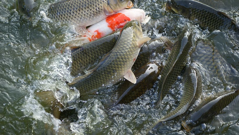 pesce, carpa, stagno, vertebrato, animale, frutti di mare, cibo, cibo e bevande, nessuno, vista dall'alto, Al dettaglio, acqua, ghiaccio, in vendita, freschezza, temperatura fredda, benessere, temi animali, natura, mercato, gruppo di animali, mercato del pesce, industria ittica, marino, 2K
